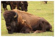 Daims, biches et bisons en Normandie